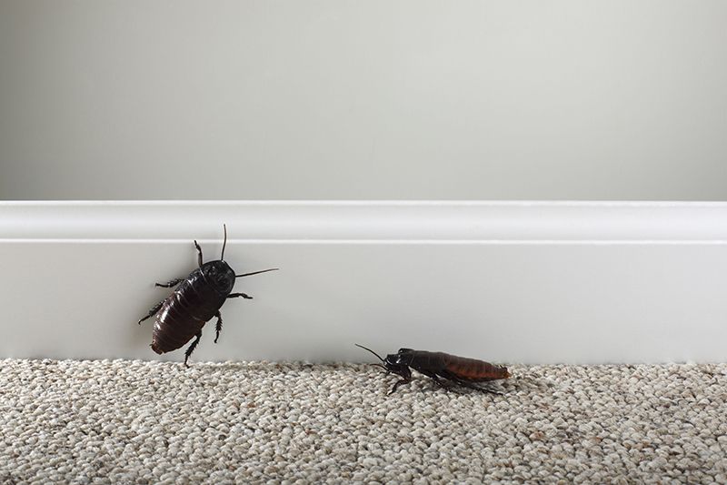 Чем опасны тараканы в доме