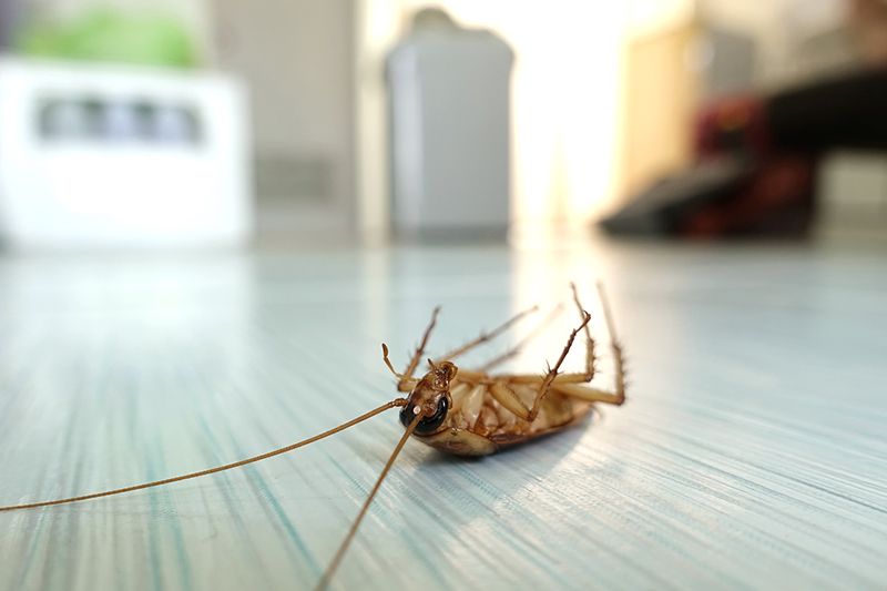 Средство от тараканов